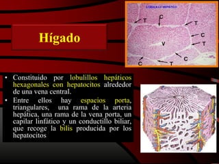Hígado
• Constituido por lobulillos hepáticos
hexagonales con hepatocitos alrededor
de una vena central.
• Entre ellos hay espacios porta,
triangulares, una rama de la arteria
hepática, una rama de la vena porta, un
capilar linfático y un conductillo biliar,
que recoge la bilis producida por los
hepatocitos
 