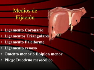 Medios de
Fijación
• Ligamento Coronario
• Ligamentos Triangulares
• Ligamento Falciforme
• Ligamento venoso
• Omento menor o Epiplon menor
• Pliege Duodeno mesocolico
 