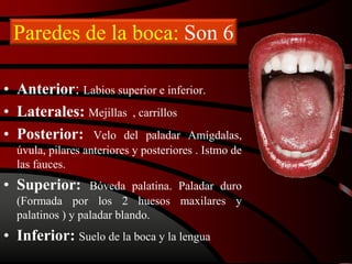 Paredes de la boca: Son 6
• Anterior: Labios superior e inferior.
• Laterales: Mejillas , carrillos
• Posterior: Velo del paladar Amígdalas,
úvula, pilares anteriores y posteriores . Istmo de
las fauces.
• Superior: Bóveda palatina. Paladar duro
(Formada por los 2 huesos maxilares y
palatinos ) y paladar blando.
• Inferior: Suelo de la boca y la lengua
 