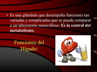 Funciones del
Hígado:
• Es una glándula que desempeña funciones tan
variadas y complicadas que se puede comparar
a un laboratorio maravilloso: Es la central del
metabolismo.
 