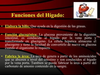 Funciones del Hígado:
• Elabora la bilis: Que ayuda en la digestión de las grasas.
• Función glucogénica: La glucosa proveniente de la digestión
intestinal, es conducida al hígado por la vena porta y
transformada en glucógeno. La célula hepatica almacena el
glucogeno y tiene la facultad de convertirlo de nuevo en glucosa
cuando el organismo lo requiera.
• Fabrica la úrea: La úrea de genera a partir de los aminoácidos
que se absoren a nivel del intestino y son conducidos al hígado
por la vena porta. Tambien se puede fabricar la úrea a partir del
carbonato de amonio contenido en la sangre.
 