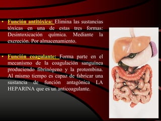 • Función antitóxica: Elimina las sustancias
tóxicas en una de estas tres formas:
Desintoxicación química. Mediante la
excreción. Por almacenamiento.
• Función coagulante: Forma parte en el
mecanismo de la coagulación sanguínea
produciendo fibrinógeno y la protombina.
Al mismo tiempo es capaz de fabricar una
sustancia de función antagónica LA
HEPARINA que es un anticoagulante.
 