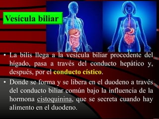 • La bilis llega a la vesícula biliar procedente del
hígado, pasa a través del conducto hepático y,
después, por el conducto cístico.
• Donde se forma y se libera en el duodeno a través
del conducto biliar común bajo la influencia de la
hormona cistoquinina, que se secreta cuando hay
alimento en el duodeno.
Vesícula biliar
 