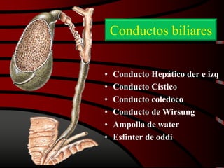 Conductos biliares
• Conducto Hepático der e izq
• Conducto Cístico
• Conducto coledoco
• Conducto de Wirsung
• Ampolla de water
• Esfinter de oddi
 