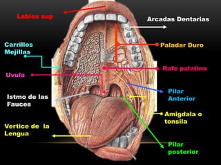 Paladar DuroCarrillos
Mejillas
Rafe palatino
Uvula
Vertice de la
Lengua
Labios sup
Pilar
Anterior
Arcadas Dentarias
Amigdala o
tonsila
Pilar
posterior
Istmo de las
Fauces
 