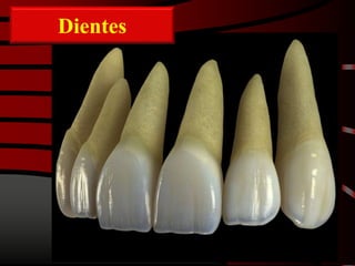 Dientes
 