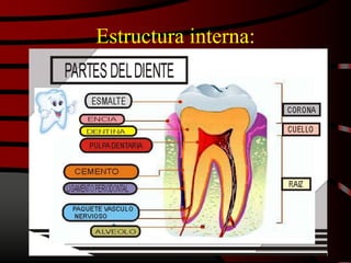 Estructura interna:
 