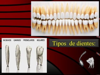 Tipos de dientes:
 