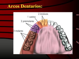 Arcos Dentarios:
 