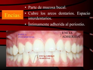 Encías:
• Parte de mucosa bucal.
• Cubre los arcos dentarios. Espacio
interdentarios.
• Íntimamente adherida al periostio.
 