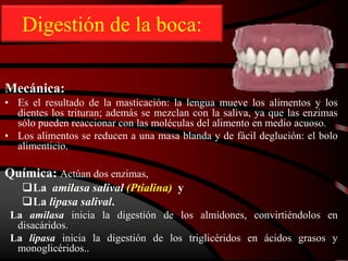 Digestión de la boca:
Mecánica:
• Es el resultado de la masticación: la lengua mueve los alimentos y los
dientes los trituran; además se mezclan con la saliva, ya que las enzimas
sólo pueden reaccionar con las moléculas del alimento en medio acuoso.
• Los alimentos se reducen a una masa blanda y de fácil deglución: el bolo
alimenticio.
Química: Actúan dos enzimas,
La amilasa salival (Ptialina) y
La lipasa salival.
La amilasa inicia la digestión de los almidones, convirtiéndolos en
disacáridos.
La lipasa inicia la digestión de los triglicéridos en ácidos grasos y
monoglicéridos..
 