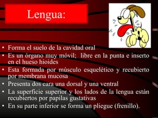 Lengua:
• Forma el suelo de la cavidad oral
• Es un órgano muy móvil; libre en la punta e inserto
en el hueso hioides
• Esta formada por músculo esquelético y recubierto
por membrana mucosa
• Presenta dos cara una dorsal y una ventral
• La superficie superior y los lados de la lengua están
recubiertos por papilas gustativas
• En su parte inferior se forma un pliegue (frenillo).
 