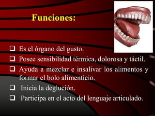 Funciones:
 Es el órgano del gusto.
 Posee sensibilidad térmica, dolorosa y táctil.
 Ayuda a mezclar e insalivar los alimentos y
formar el bolo alimenticio.
 Inicia la deglución.
 Participa en el acto del lenguaje articulado.
 