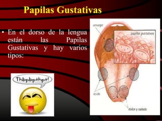 Papilas Gustativas
• En el dorso de la lengua
están las Papilas
Gustativas y hay varios
tipos:
 