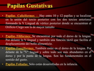 Papilas Gustativas
• Papilas Caliciformes : Hay entre 10 y 12 papilas y se localizan
en la unión del tercio posterior con los dos tercios anteriores
formando la V Lingual de vértice posterior donde se encuentran el
Orificio Ciego son la de mayor tamaño
• Papilas Filiformes: Se encuentran por todo el dorso de la lengua.
Por delante la V lingual y también una función táctil que facilita el
desplazamiento del bollo alimenticio.
• Papilas Fungiformes: También están en el dorso de la lengua. Por
delante de la "V" lingual y sobre todo son más abundantes en el
dorso y por la punta de la lengua. Son las fundamentales en el
sentido del gusto.
• Papilas Foliadas: Sólo están desarrolladas en la infancia.
 