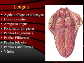 Lengua
• Agujero Ciego de la Lengua
• Dorso y vientre
• Amígdala lingual
• Forúnculos Linguales
• Papilas Fungiformes
• Papilas Filiformes
• Papilas foleadas
• Papilas Caliciformes
• Vértice
 