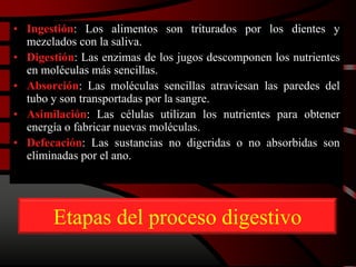 Etapas del proceso digestivo
• Ingestión: Los alimentos son triturados por los dientes y
mezclados con la saliva.
• Digestión: Las enzimas de los jugos descomponen los nutrientes
en moléculas más sencillas.
• Absorción: Las moléculas sencillas atraviesan las paredes del
tubo y son transportadas por la sangre.
• Asimilación: Las células utilizan los nutrientes para obtener
energía o fabricar nuevas moléculas.
• Defecación: Las sustancias no digeridas o no absorbidas son
eliminadas por el ano.
 