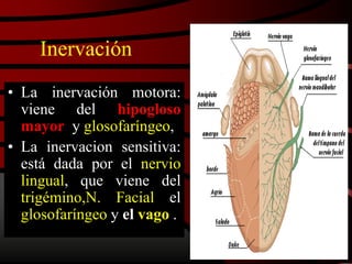 Inervación
• La inervación motora:
viene del hipogloso
mayor y glosofaríngeo,
• La inervacion sensitiva:
está dada por el nervio
lingual, que viene del
trigémino,N. Facial el
glosofaríngeo y el vago .
 