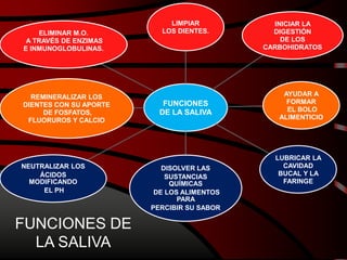 FUNCIONES
DE LA SALIVA
LIMPIAR
LOS DIENTES.
INICIAR LA
DIGESTIÓN
DE LOS
CARBOHIDRATOS
AYUDAR A
FORMAR
EL BOLO
ALIMENTICIO
LUBRICAR LA
CAVIDAD
BUCAL Y LA
FARINGE
DISOLVER LAS
SUSTANCIAS
QUÍMICAS
DE LOS ALIMENTOS
PARA
PERCIBIR SU SABOR
NEUTRALIZAR LOS
ÁCIDOS
MODIFICANDO
EL PH
REMINERALIZAR LOS
DIENTES CON SU APORTE
DE FOSFATOS,
FLUORUROS Y CALCIO
ELIMINAR M.O.
A TRAVÉS DE ENZIMAS
E INMUNOGLOBULINAS.
FUNCIONES DE
LA SALIVA
 