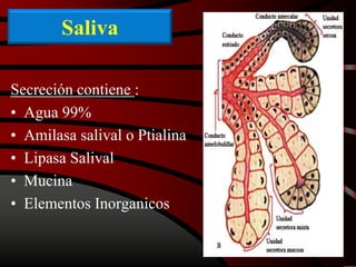Saliva
Secreción contiene :
• Agua 99%
• Amilasa salival o Ptialina
• Lipasa Salival
• Mucina
• Elementos Inorganicos
 