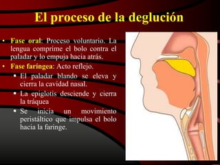 El proceso de la deglución
• Fase oral: Proceso voluntario. La
lengua comprime el bolo contra el
paladar y lo empuja hacia atrás.
• Fase faríngea: Acto reflejo.
 El paladar blando se eleva y
cierra la cavidad nasal.
 La epiglotis desciende y cierra
la tráquea
 Se inicia un movimiento
peristáltico que impulsa el bolo
hacia la faringe.
 