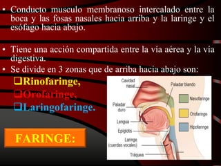 FARINGE:
• Conducto musculo membranoso intercalado entre la
boca y las fosas nasales hacia arriba y la laringe y el
esófago hacia abajo.
• Tiene una acción compartida entre la vía aérea y la vía
digestiva.
• Se divide en 3 zonas que de arriba hacia abajo son:
Rinofaringe,
Orofaringe,
Laringofaringe.
 