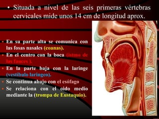 • Situada a nivel de las seis primeras vértebras
cervicales mide unos 14 cm de longitud aprox.
 En su parte alta se comunica con
las fosas nasales (coanas).
 En el centro con la boca (istmo de
las fauces ).
 En la parte baja con la laringe
(vestíbulo laringeo).
 Se continua abajo con el esófago
 Se relaciona con el oido medio
mediante la (trompa de Eustaquio).
 