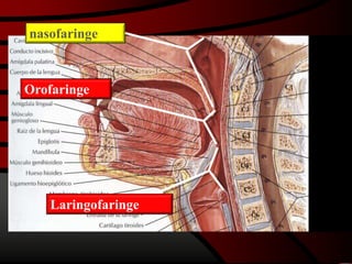 nasofaringe
Orofaringe
Laringofaringe
 