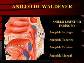 ANILLO DE WALDEYER
 