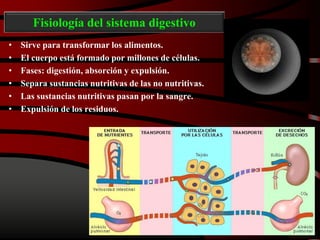 Fisiología del sistema digestivo
• Sirve para transformar los alimentos.
• El cuerpo está formado por millones de células.
• Fases: digestión, absorción y expulsión.
• Separa sustancias nutritivas de las no nutritivas.
• Las sustancias nutritivas pasan por la sangre.
• Expulsión de los residuos.
 