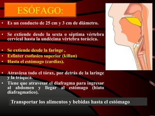ESÓFAGO:
• Es un conducto de 25 cm y 3 cm de diámetro.
• Se extiende desde la sexta o séptima vértebra
cervical hasta la undécima vértebra torácica.
• Se extiende desde la faringe ,
• Esfinter esofasico superior (killan)
• Hasta el estómago (cardias).
• Atraviesa todo el tórax, por detrás de la laringe
y la tráquea.
• Tiene que atravesar el diafragma para ingresar
al abdomen y llegar al estómago (hiato
diafragmatico).
Transportar los alimentos y bebidas hasta el estómago
 