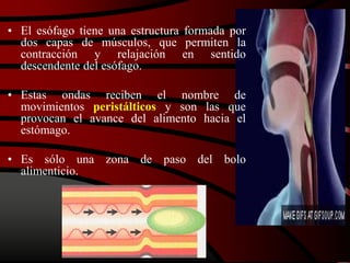 • El esófago tiene una estructura formada por
dos capas de músculos, que permiten la
contracción y relajación en sentido
descendente del esófago.
• Estas ondas reciben el nombre de
movimientos peristálticos y son las que
provocan el avance del alimento hacia el
estómago.
• Es sólo una zona de paso del bolo
alimenticio.
 