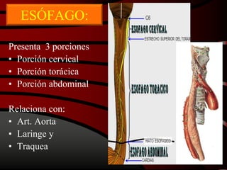 Presenta 3 porciones
• Porción cervical
• Porción torácica
• Porción abdominal
Relaciona con:
• Art. Aorta
• Laringe y
• Traquea
ESÓFAGO:
 