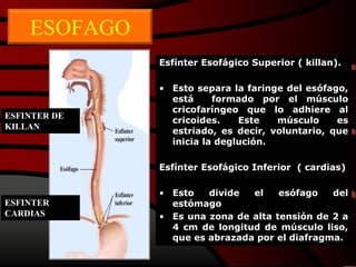 ESOFAGO
Esfínter Esofágico Superior ( killan).
• Esto separa la faringe del esófago,
está formado por el músculo
cricofaríngeo que lo adhiere al
cricoides. Este músculo es
estriado, es decir, voluntario, que
inicia la deglución.
Esfínter Esofágico Inferior ( cardias)
• Esto divide el esófago del
estómago
• Es una zona de alta tensión de 2 a
4 cm de longitud de músculo liso,
que es abrazada por el diafragma.
ESFINTER DE
KILLAN
ESFINTER
CARDIAS
 
