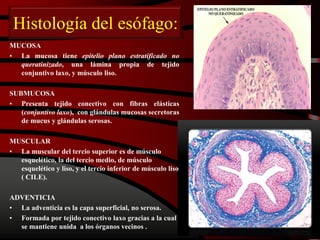 Histología del esófago:
MUCOSA
• La mucosa tiene epitelio plano estratificado no
queratinizado, una lámina propia de tejido
conjuntivo laxo, y músculo liso.
SUBMUCOSA
• Presenta tejido conectivo con fibras elásticas
(conjuntivo laxo), con glándulas mucosas secretoras
de mucus y glándulas serosas.
MUSCULAR
• La muscular del tercio superior es de músculo
esquelético, la del tercio medio, de músculo
esquelético y liso, y el tercio inferior de músculo liso
( CILE).
ADVENTICIA
• La adventicia es la capa superficial, no serosa.
• Formada por tejido conectivo laxo gracias a la cual
se mantiene unida a los órganos vecinos .
 