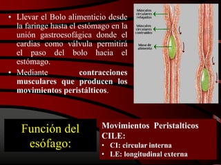 Función del
esófago:
• Llevar el Bolo alimenticio desde
la faringe hasta el estómago en la
unión gastroesofágica donde el
cardias como válvula permitirá
el paso del bolo hacia el
estómago.
• Mediante contracciones
musculares que producen los
movimientos peristálticos.
Movimientos Peristalticos
CILE:
• CI: circular interna
• LE: longitudinal externa
 