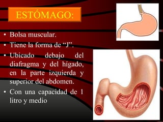ESTÓMAGO:
• Bolsa muscular.
• Tiene la forma de “J”.
• Ubicado debajo del
diafragma y del hígado,
en la parte izquierda y
superior del abdomen.
• Con una capacidad de 1
litro y medio
 