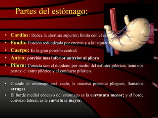 Partes del estómago:
• Cardias: Rodea la abertura superior; limita con el esófago.
• Fondo: Porción redondeada por encima y a la izquierda del cardias.
• Cuerpo: Es la gran porción central;
• Antro: porción mas inferior anterior al piloro
• Píloro: Conecta con el duodeno por medio del esfínter pilórico; tiene dos
partes: el antro pilórico y el conducto pilórico.
• Cuando el estómago está vacío, la mucosa presenta pliegues, llamados
arrugas.
• El borde medial cóncavo del estómago es la curvatura menor; y el borde
convexo lateral, es la curvatura mayor.
 