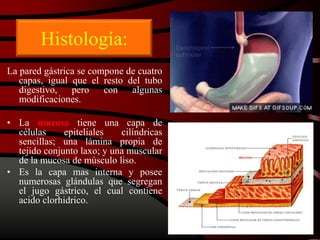 Histología:
La pared gástrica se compone de cuatro
capas, igual que el resto del tubo
digestivo, pero con algunas
modificaciones.
• La mucosa tiene una capa de
células epiteliales cilíndricas
sencillas; una lámina propia de
tejido conjunto laxo; y una muscular
de la mucosa de músculo liso.
• Es la capa mas interna y posee
numerosas glándulas que segregan
el jugo gástrico, el cual contiene
acido clorhidrico.
 