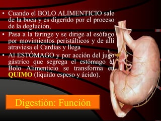 Digestión: Función
• Cuando el BOLO ALIMENTICIO sale
de la boca y es digerido por el proceso
de la deglución,
• Pasa a la faringe y se dirige al esófago
por movimientos peristálticos y de allí
atraviesa el Cardias y llega
• Al ESTÓMAGO y por acción del jugo
gástrico que segrega el estómago el
Bolo Alimenticio se transforma en
QUIMO (líquido espeso y ácido).
 