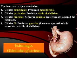 Contiene cuatro tipos de células:
1. Células principales: Producen pepsinógeno.
2. Células parietales: Producen ácido clorhídrico.
3. Células mucosas: Segregan mucosa protectora de la pared del
estómago.
4. Células G: Producen gastrina (hormona que estimula la
secreción de ácido clorhídrico)
Estómago:
Glándulas gástricas
 