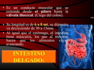 INTESTINO
DELGADO:
• Es un conducto muscular que se
extiende desde el píloro hasta la
válvula iliocecal. (Ciego del colon).
• Su longitud es de 6 a 8 mt, su diámetro
va decreciendo de 30 a 15mm.
• Al igual que el estómago, el intestino
tiene músculos, los que al moverse
hacen que los alimentos vayan
avanzando.
 