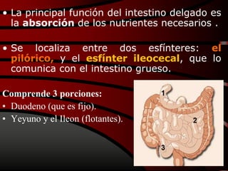 • La principal función del intestino delgado es
la absorción de los nutrientes necesarios .
• Se localiza entre dos esfínteres: el
pilórico, y el esfínter ileocecal, que lo
comunica con el intestino grueso.
Comprende 3 porciones:
• Duodeno (que es fijo).
• Yeyuno y el Ileon (flotantes).
 