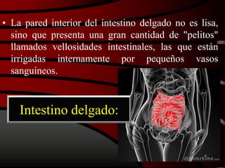 Intestino delgado:
• La pared interior del intestino delgado no es lisa,
sino que presenta una gran cantidad de "pelitos"
llamados vellosidades intestinales, las que están
irrigadas internamente por pequeños vasos
sanguíneos.
 