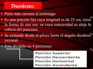 Duodeno:
• Parte más cercana al estómago.
• Es una porción fija cuya longitud es de 25 cm, tiene
la forma de una asa, en cuya concavidad se aloja la
cabeza del pancreas.
• Se extiende desde el píloro hasta el ángulo duodeno
yeyunal.
• Esta dividido en 4 porciones.
 