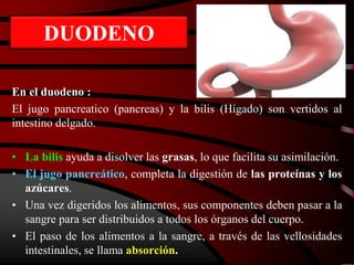 DUODENO
En el duodeno :
El jugo pancreatico (pancreas) y la bilis (Hígado) son vertidos al
intestino delgado.
• La bilis ayuda a disolver las grasas, lo que facilita su asimilación.
• El jugo pancreático, completa la digestión de las proteínas y los
azúcares.
• Una vez digeridos los alimentos, sus componentes deben pasar a la
sangre para ser distribuidos a todos los órganos del cuerpo.
• El paso de los alimentos a la sangre, a través de las vellosidades
intestinales, se llama absorción.
 
