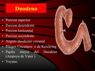 Duodeno
• Porcion superior
• Porcion desendente
• Porcion horizontal
• Porcion ascendente
• Angulo duodeono yeyunal
• Plieges Circulares o de Kerckring
• Papila mayor del Duodeno
(Ampoya de Vater )
• Yeyuno
 