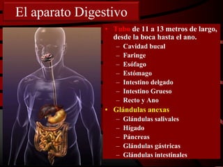 El aparato Digestivo
• Tubo de 11 a 13 metros de largo,
desde la boca hasta el ano.
– Cavidad bucal
– Faringe
– Esófago
– Estómago
– Intestino delgado
– Intestino Grueso
– Recto y Ano
• Glándulas anexas
– Glándulas salivales
– Hígado
– Páncreas
– Glándulas gástricas
– Glándulas intestinales
 