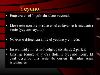 Yeyuno:
• Empieza en el ángulo duodeno yeyunal.
• Lleva este nombre porque en el cadáver se le encuentra
vacío (yeyuno=ayuno)
• No existe diferencia entre el yeyuno y el Ileón.
• En realidad el intestino delgado consta de 2 partes:
• Una fija (duodeno) y otra flotante (yeyuno ileon). El
cual describe una serie de curvas llamadas Asas
intestinales.
 