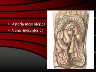 • Arteria mesentérica
• Vena mesentérica
 